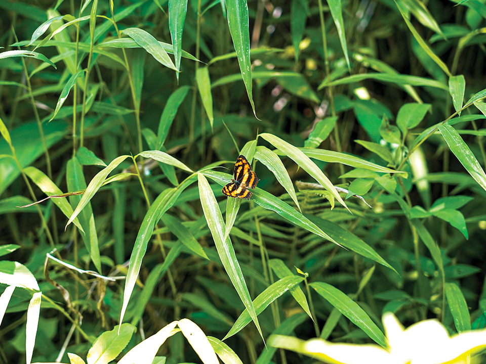 鳳園蝴蝶保育区（Fung Yuen Butterfly Reserve）